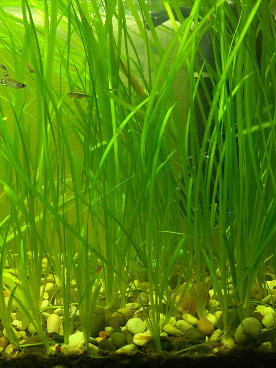 Валлиснерия обычная 