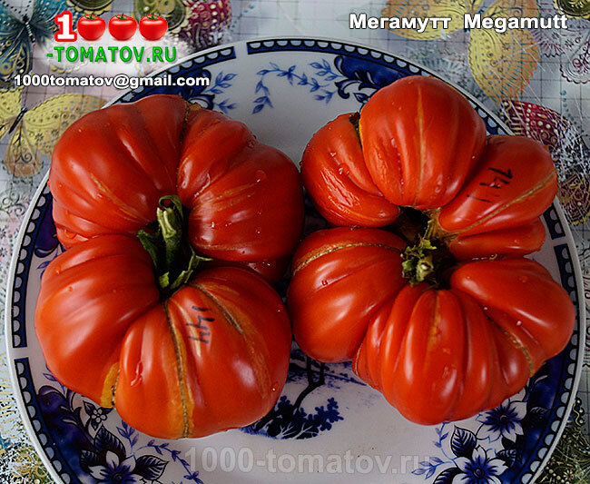 Томат Мегамутт Megamutt фото 2