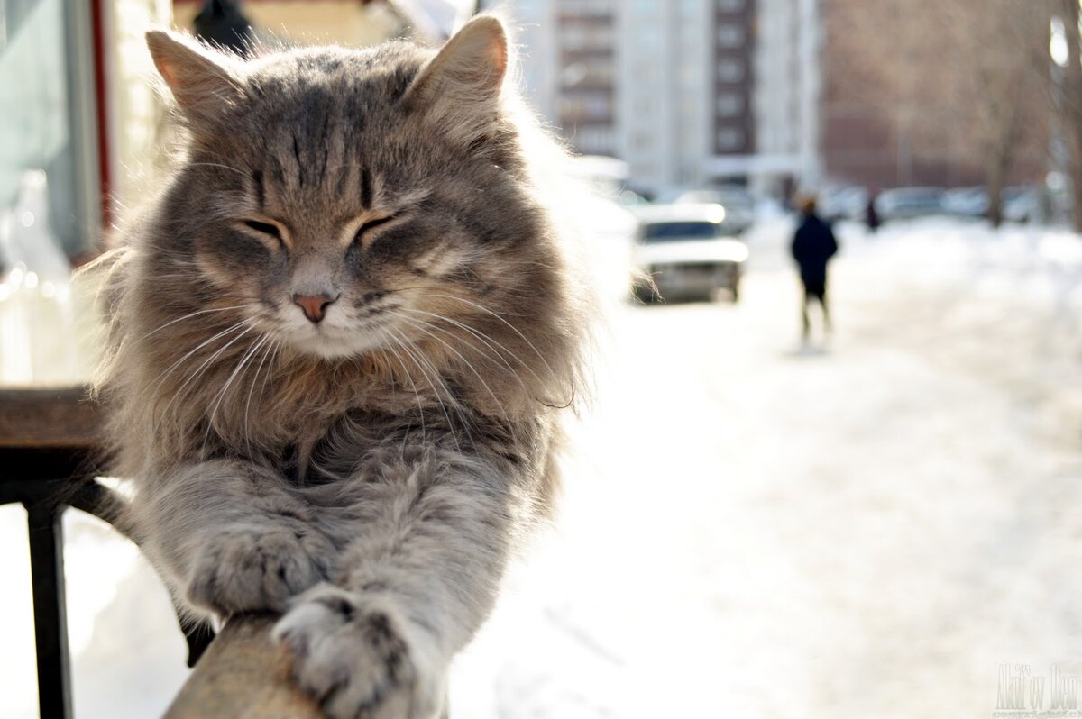 источник фото Яндекс Картинки