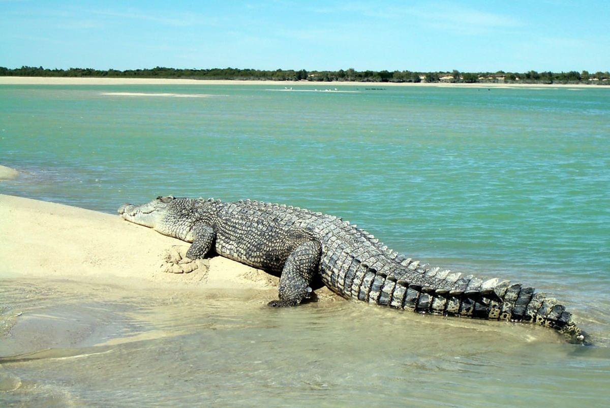 гребенчатый крокодил