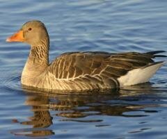 Гусь – довольно умная, прекрасно приспособленная к суровым климатическим условиям, устойчивая к заболеваниям и неприхотливая к пище птица.