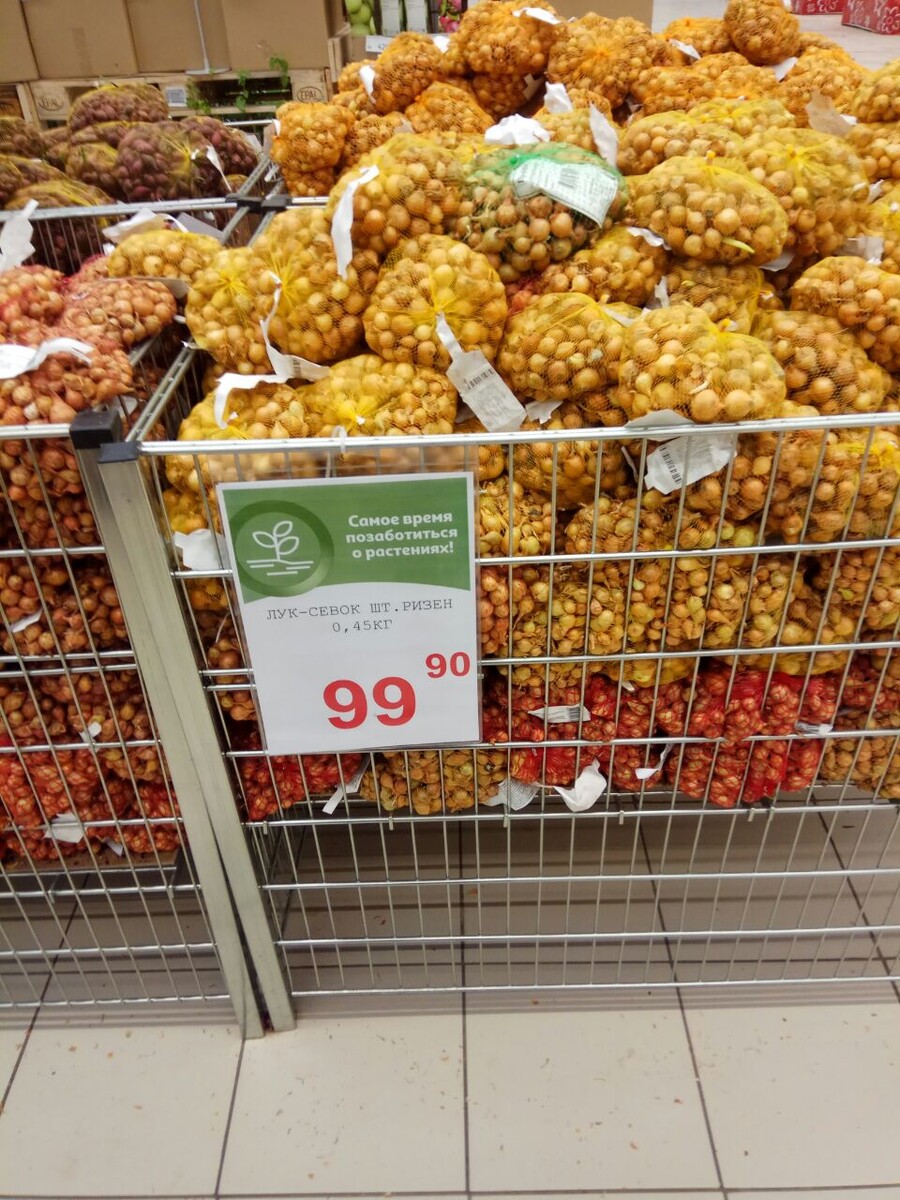 Лук- севок Ризен.