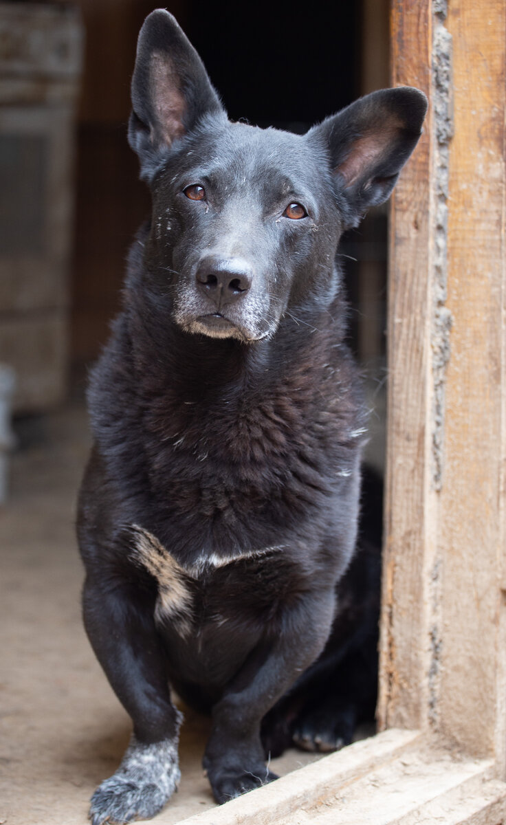 Батошик, коротколапик живет в приюте с 2019 года. Его нашли на обочине дороги. Совсем одного. 