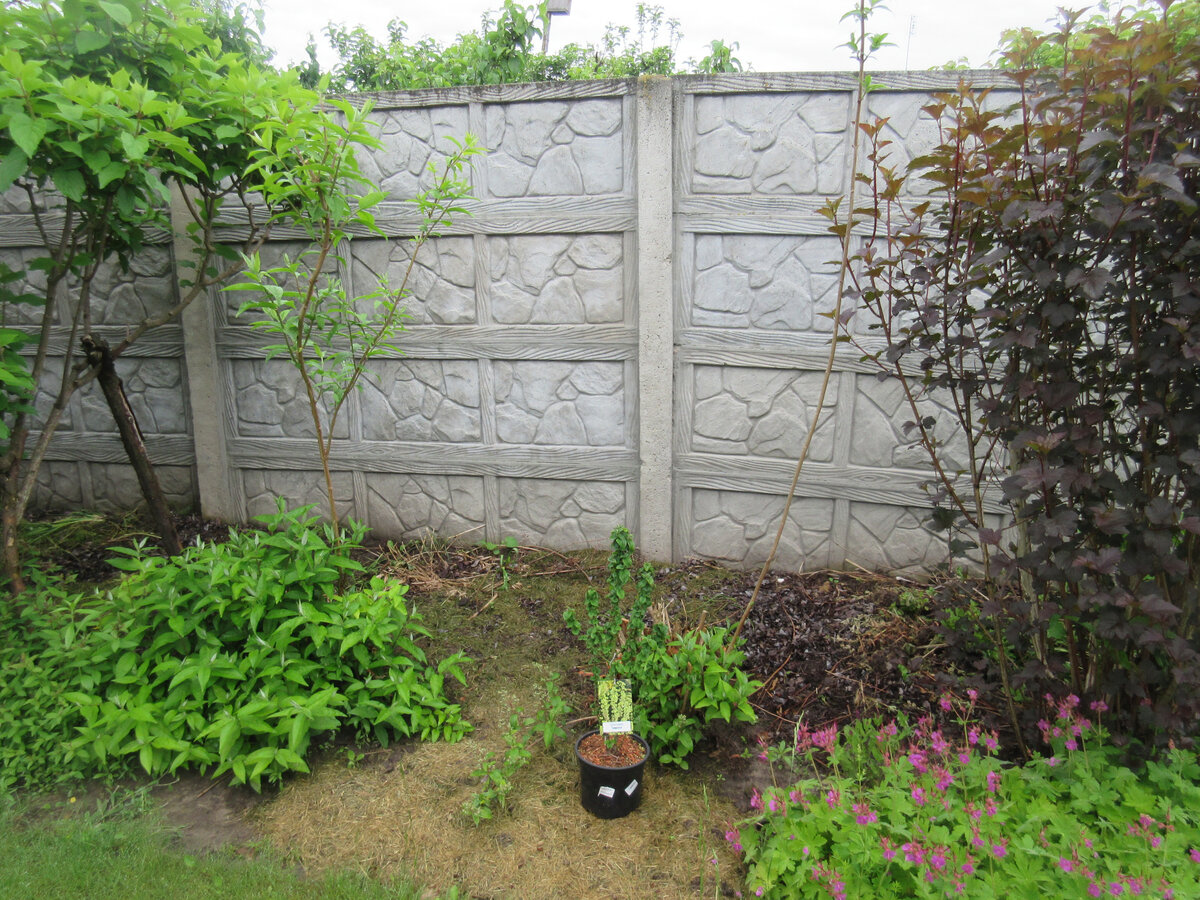 На этом месте под забором растут два куста дейции, которые должны (обязаны!) прикрывать собой забор и красиво цвести.
