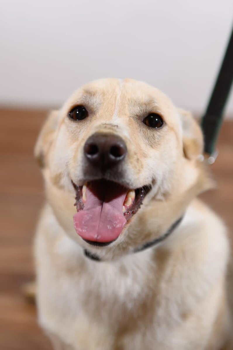 Ирма в приюте Омские Хвостики