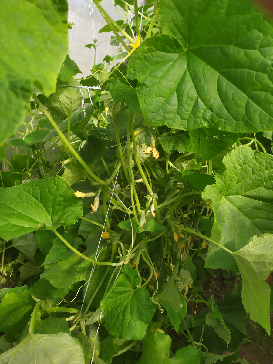 Огурцы, завязи