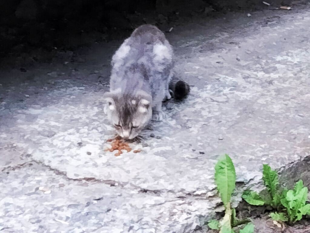 ИНОГДА БЕЗДОМНЫМ КОШКАМ  НЕТ ОБЫЧНОЙ ПИЩИ ИЛИ ДАЖЕ ВОДЫ В ЖАРКИЕ ДНИ. 