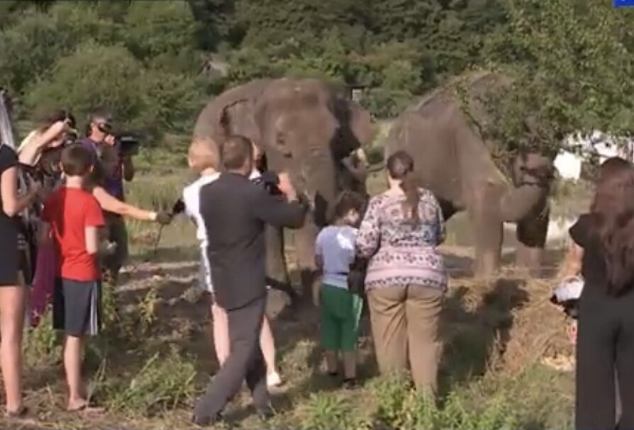 Фото: интернет слоны на природе в Сочи