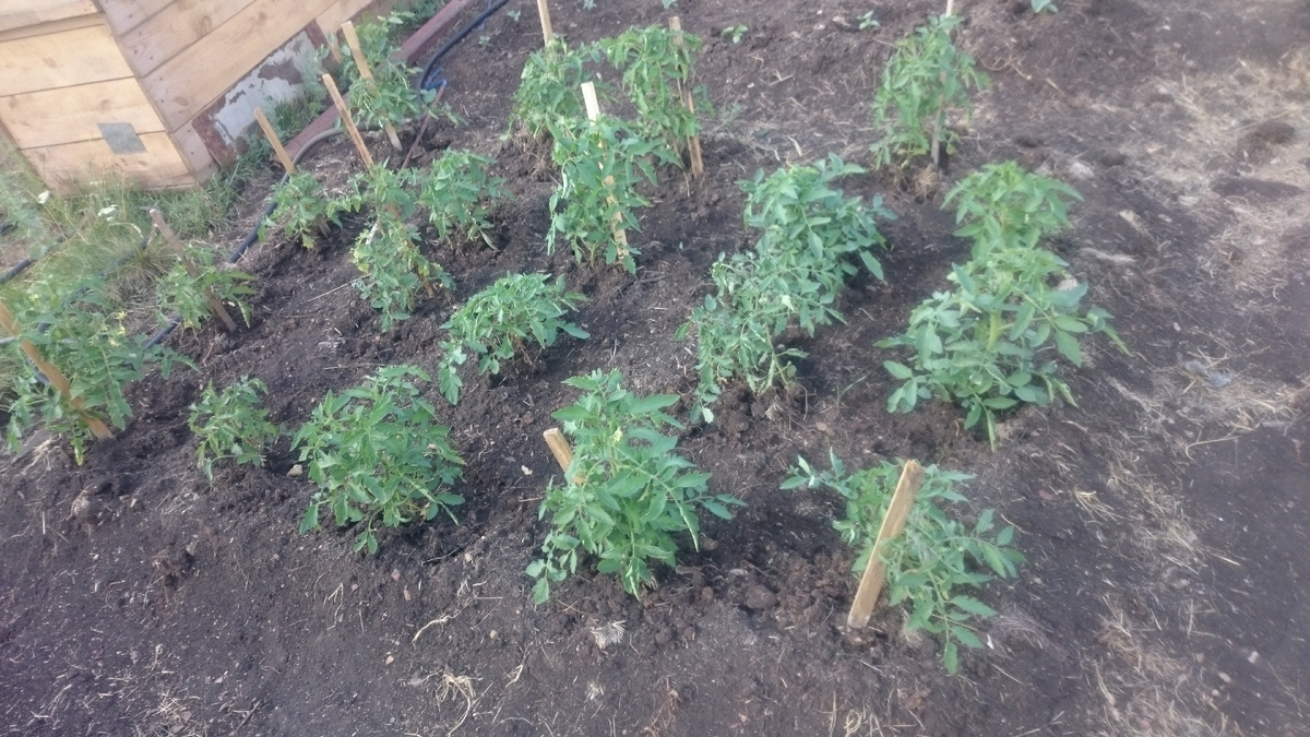 Такими были рассады в июне