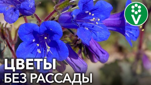 ПОСЕЙТЕ ЭТИ ЦВЕТЫ СРАЗУ В ГРУНТ! Самые красивые и неприхотливые однолетние цветы для сада