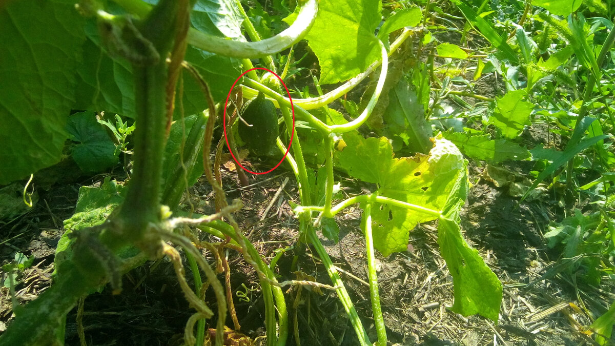 пол огурца на веточке...