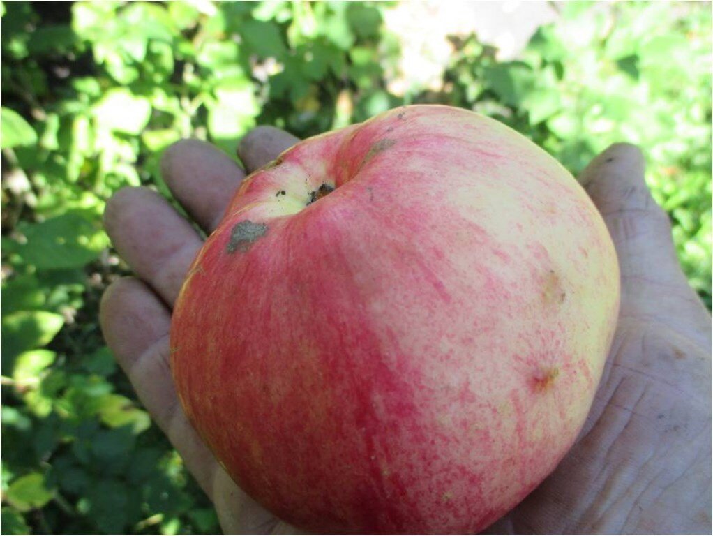 Сорт Жилинское