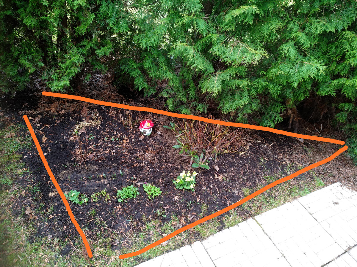 10 мая. Обмерзший рододендрон. Примулы пошли в рост.