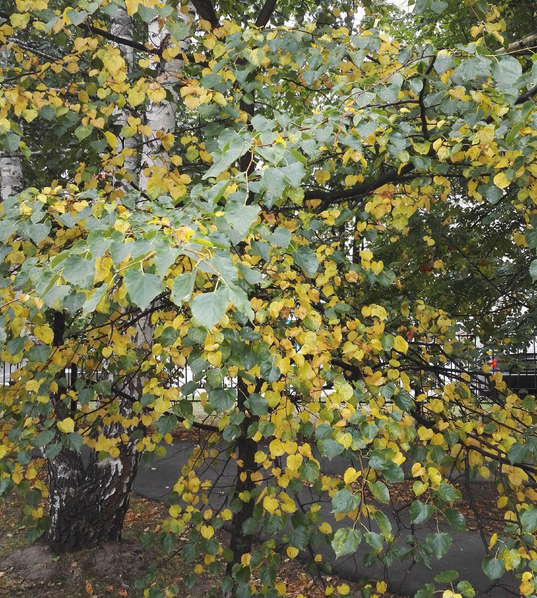 Фото автора.