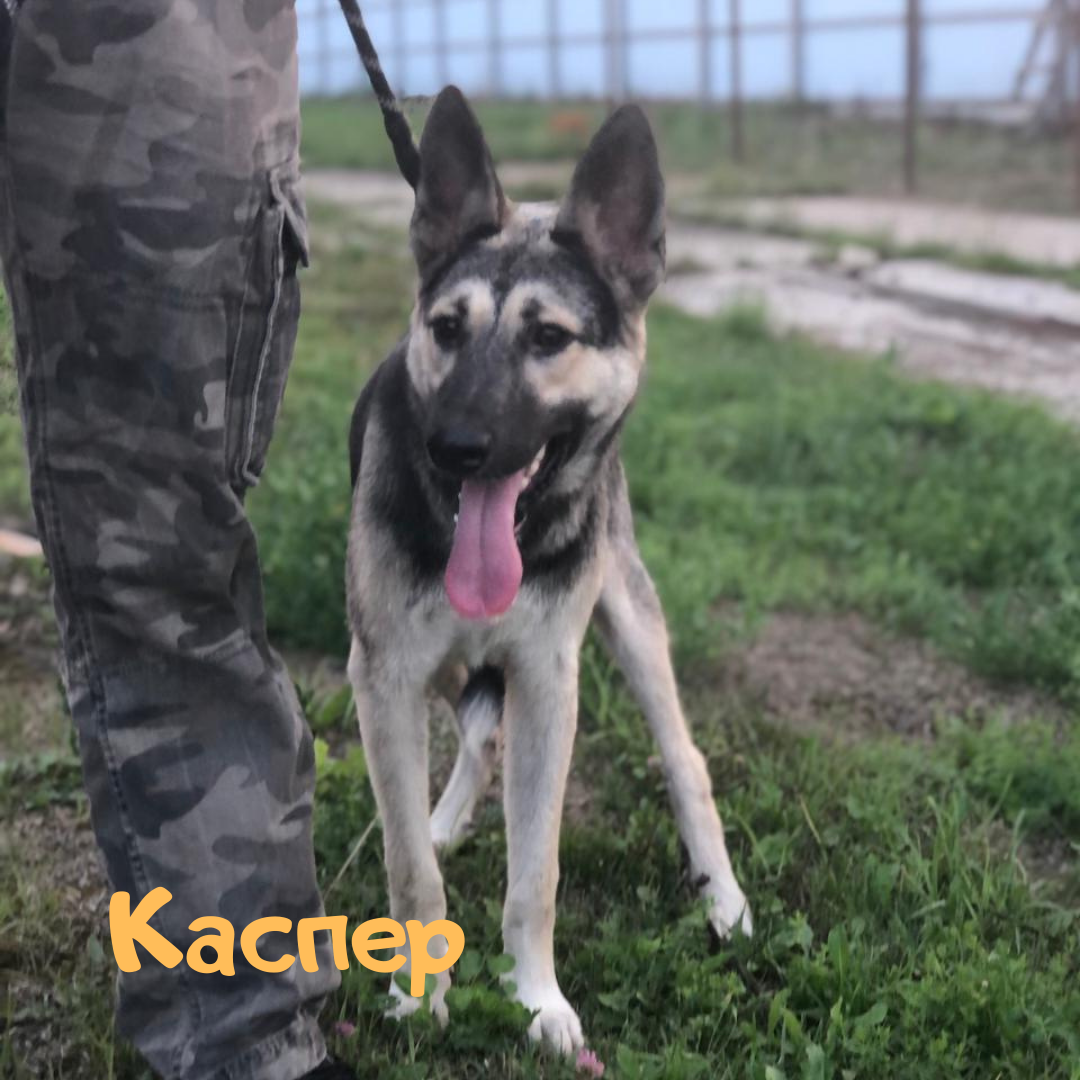 Каспер, кобель, 7 месяцев