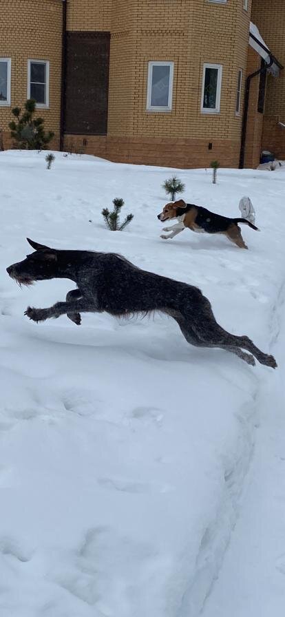 Мои красотки 