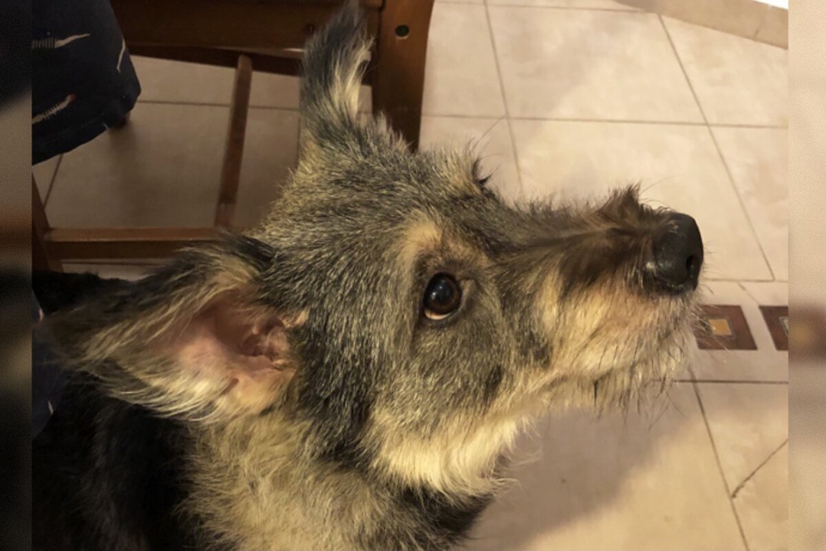 Собака Фекла