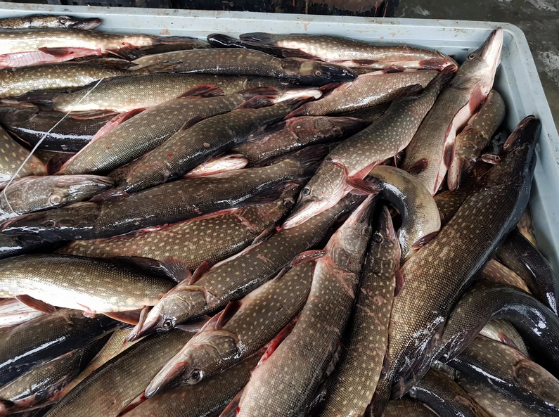 Щука фото из открытых источников "Яндекс картинки"