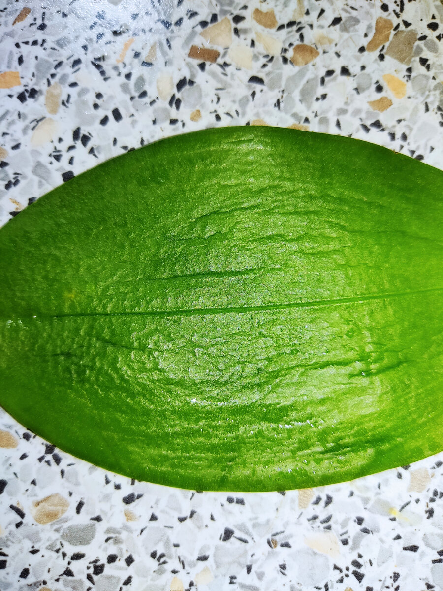 Так выглядит листик потерявший тургор.