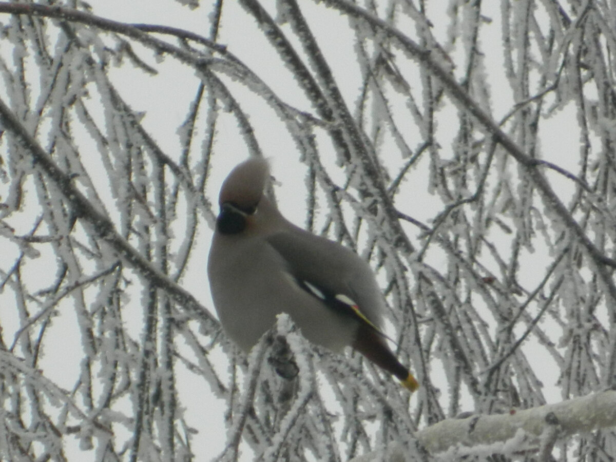 Зимний гость - свиристель