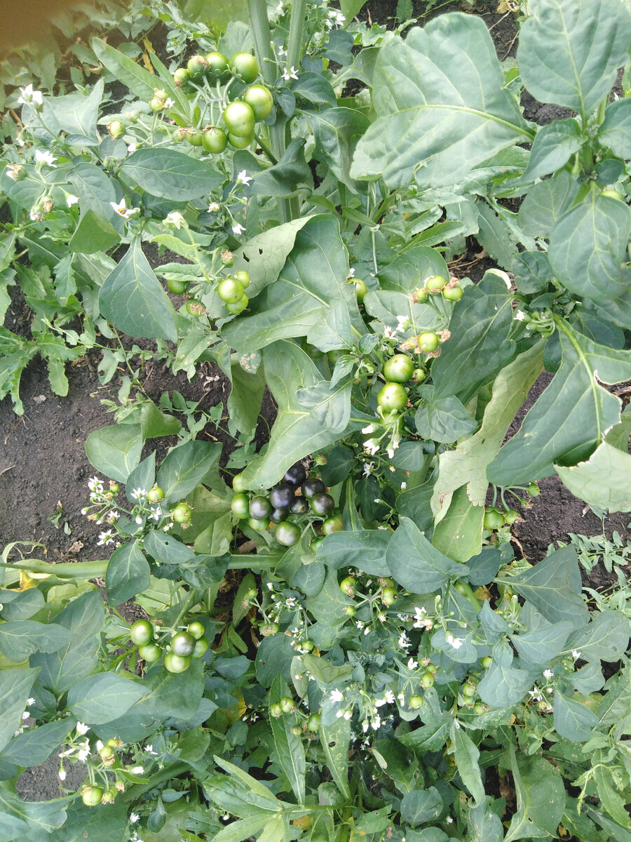 Санберри в стадии цветов и ягод разной степени зрелости