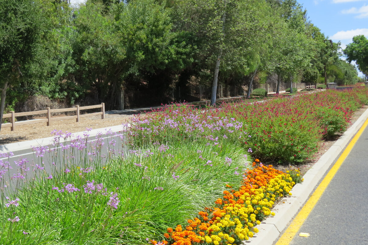 Лето 2021 года. Маленький городок Калабасас ("тыквы" по-испански) для знатоков и любителей Лос-Анджелеса. Фото автора.