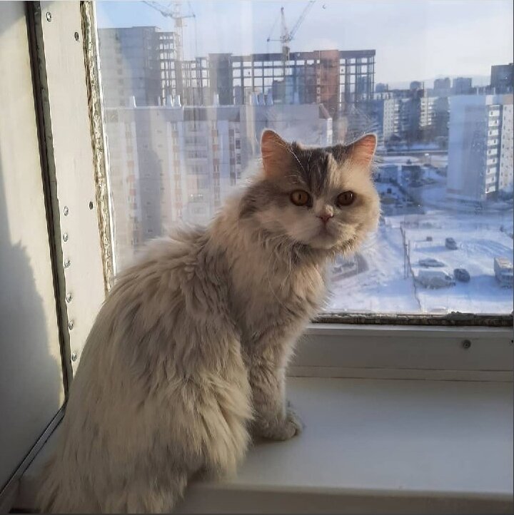 Коша