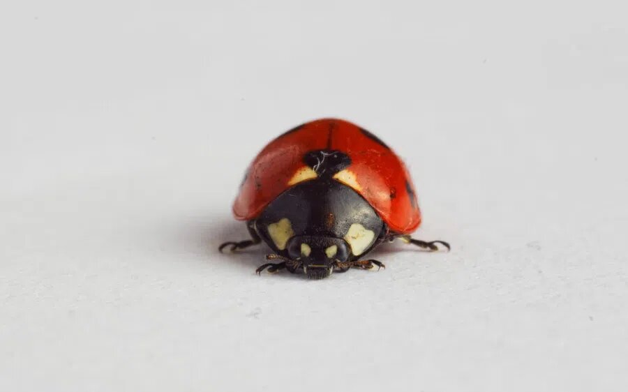Божьи коровки ведут одну из самых интересных жизней среди всех насекомых. Фото: Pxfuel
