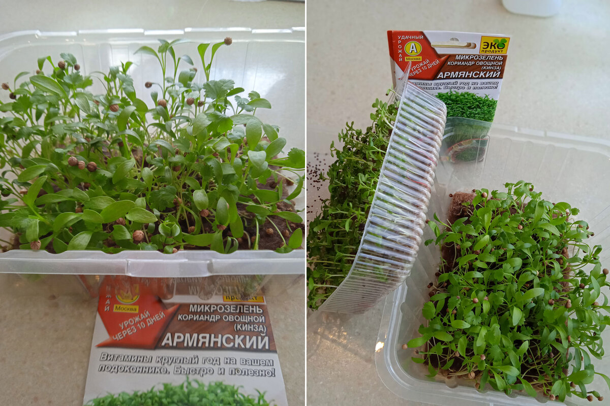 Семена АЭЛИТА и то, что из них выросло