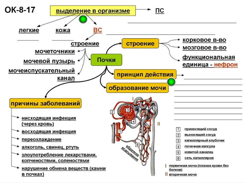 Основные закономерности метаболических процессов в организме человека. Часть 1.