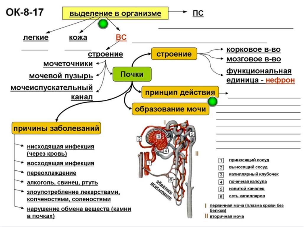 Выделение 8 класс биология презентация