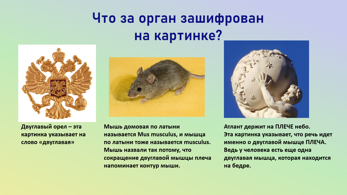 Двуглавая латынь. Двуглавая латынь. Мышцы предплечья вид спереди и сзади. Двуглавая латынь. Мышцы плеча передняя группа сгибатели.