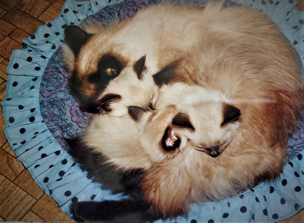 Тэсси с котятами от выпавшего с 8 этажа кота) Добился своего, рыцарь)