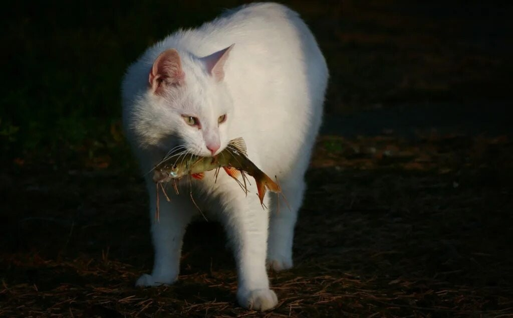 Не съел. Анатолийская кошка белая. Кот с рыбой в зубах. Кошка несет в зубах. Кошка белая с рыбой.