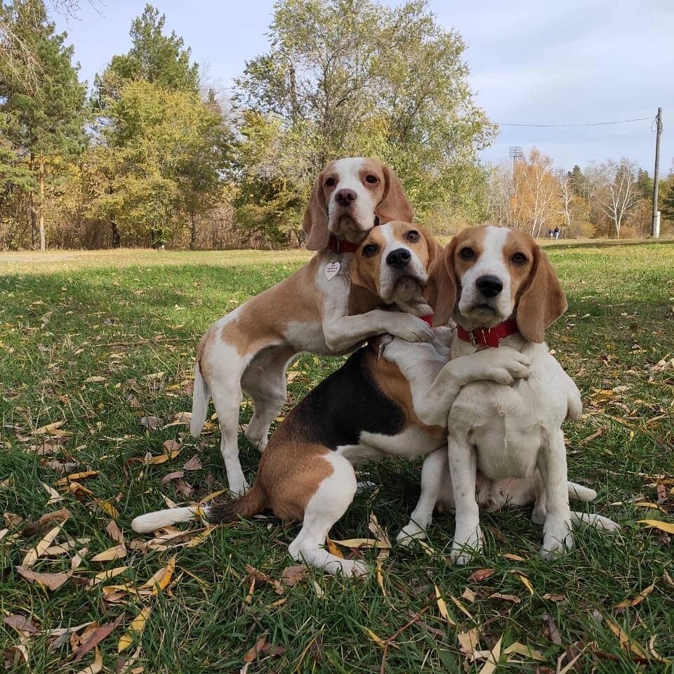 Айриш , Фиджи и Ася.