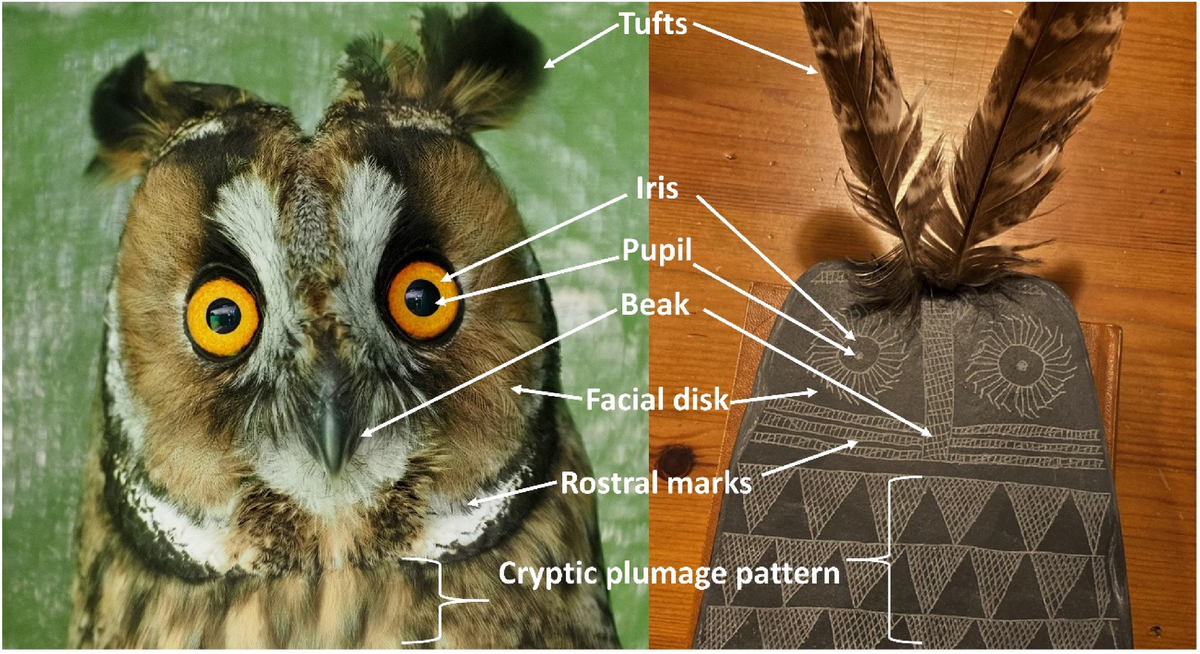    фото: Scientific Reports