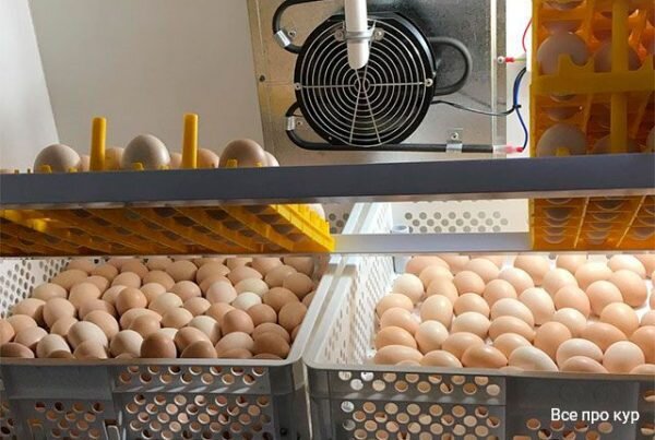 Выведение цыплят в инкубаторе в домашних условиях инструкция | Дача cадовода
