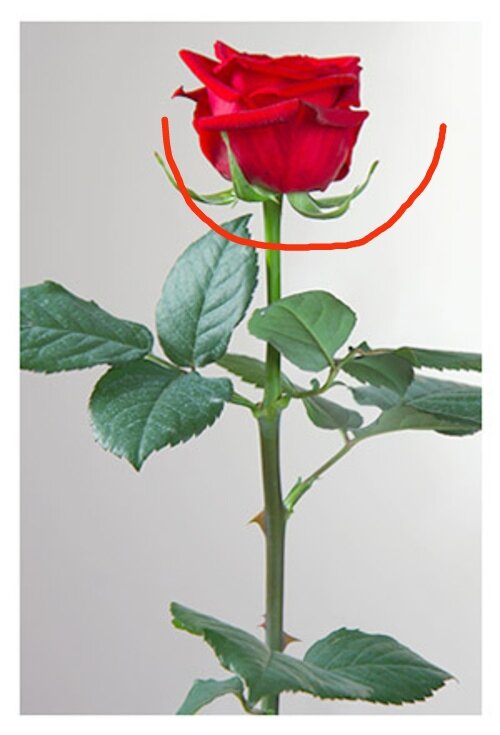 Неправильная обрезка розы