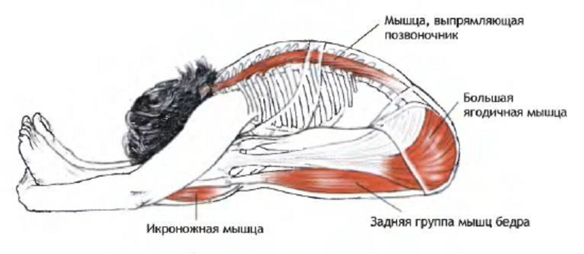 Пашчимоттанасана анатомия. Растяжка мышц-разгибателей спины. Пасчимоттанасана анатомия йоги. Мышца разгибающая позвоночник упражнения.