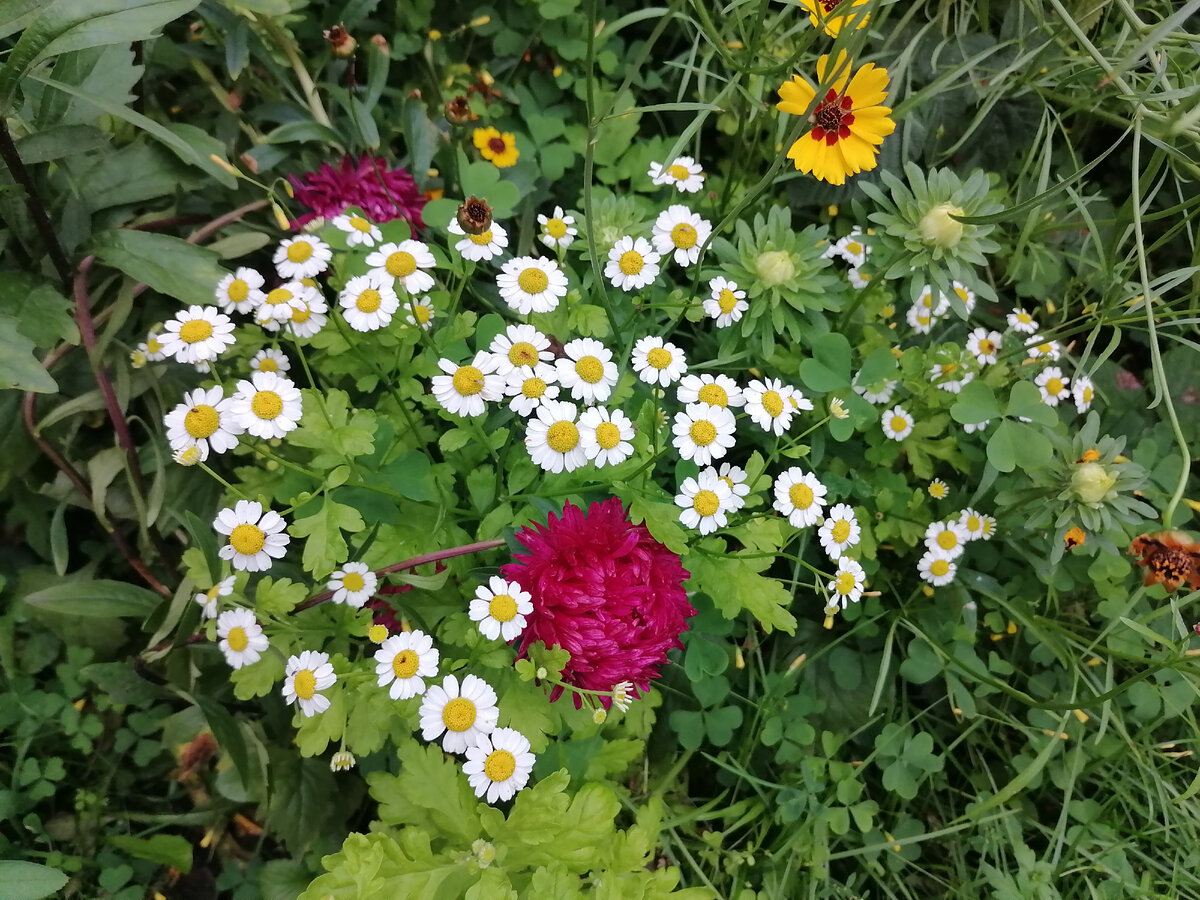 Хризантемы в моем огороде. Симпатичные