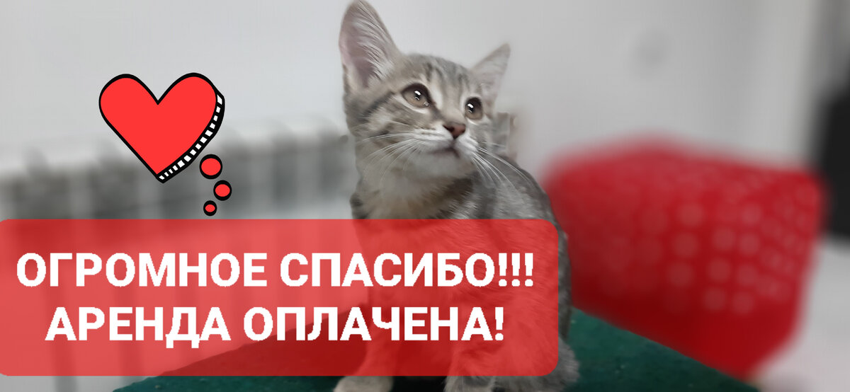 На фото Чара.