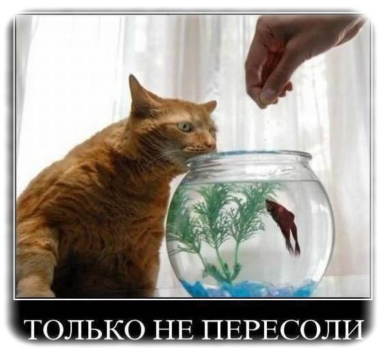 Птичку (зачеркнуто) рыбку жалко!