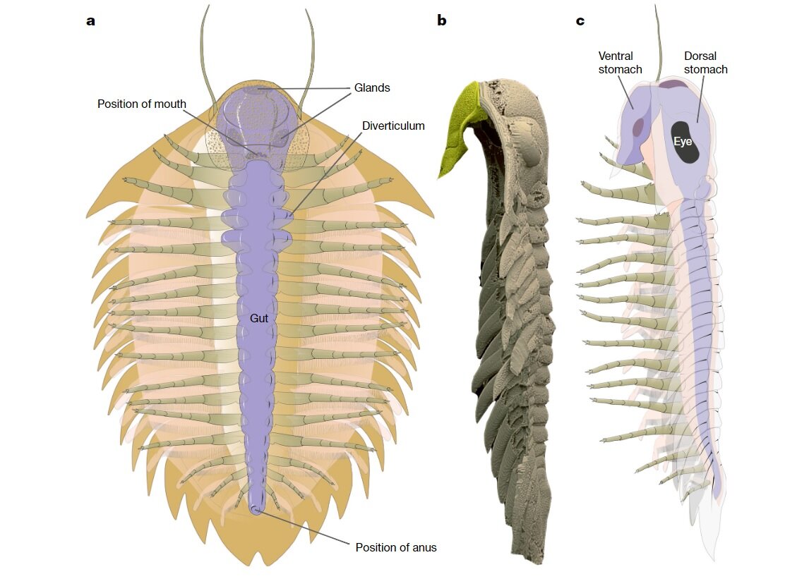   Per E. Ahlberg et al. / Nature, 2023