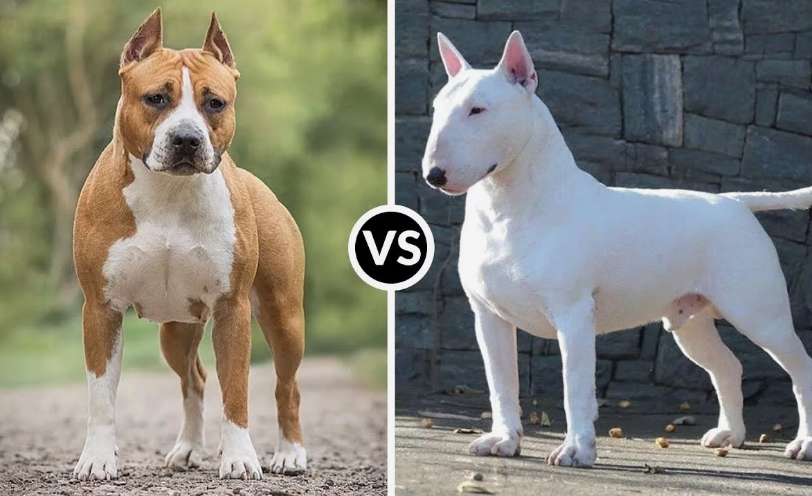 из свободного доступа