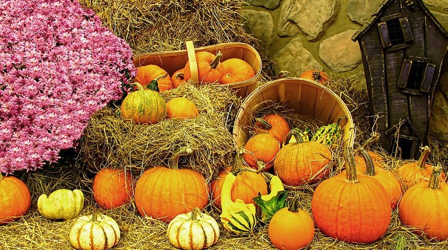                                                                 фото из поисковой системы Google