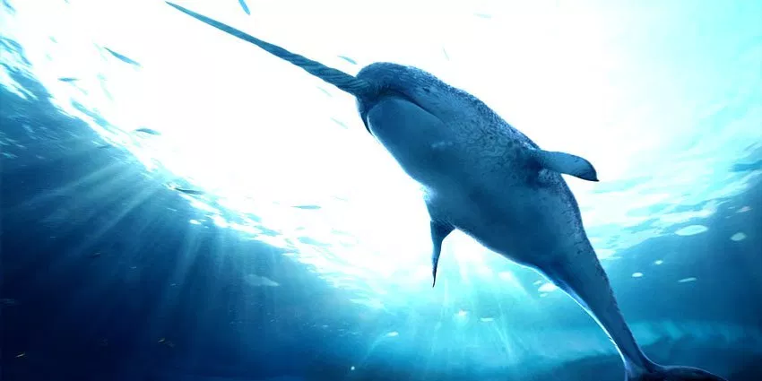 Фото из интернета. Для ознакомления.