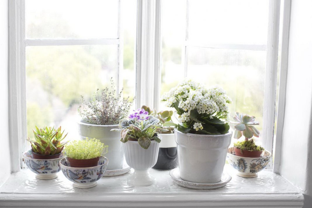 Изображение с открытого источника  https://www.botanichka.ru