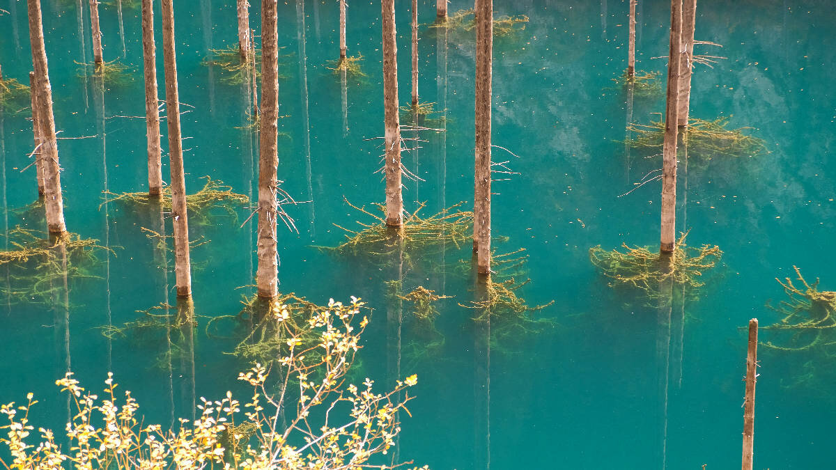 Лес затопленный водой. Озеро Каинды дайвинг. Озеро Каинды в Казахстане. Каинды озеро Алматы. Затонувший лес в озере Каинды.