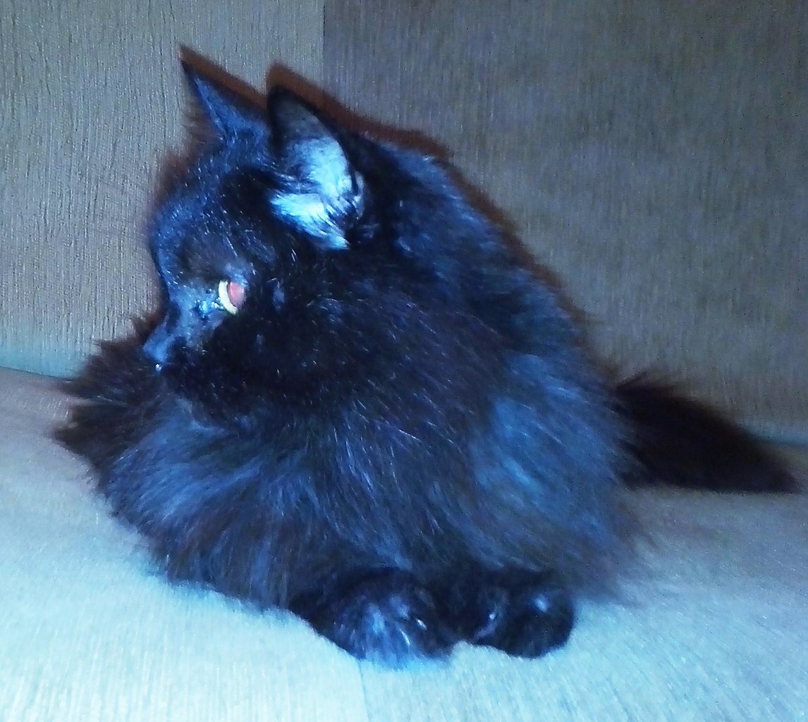 А это мой кот Фастик, он родился 7 января 1998 г. , получается в прошлом тысячелетии:) Скоро ему исполнится 21 год. Он успел уже сыграть роль в кино, был героем программы "Диалоги о животных" на телеканале Россия, проехал пол-России на автомобиле (за рулем была я, у Фастика нет прав). Так и хочется написать: "А чего в жизни добился ты?" , но не буду, потому что быть человеком гораздо лучше, чем котом. Если у кого-то есть мечта сняться в кино, то нам часто нужны люди в массовку. Заходите в группу фильма "Новая жизнь" во Вконтакте https://vk.com/filmnewlife, там есть отдельный пост, так и называется "Кто хочет сняться в кино" и напишите комментарий о своем желании. 