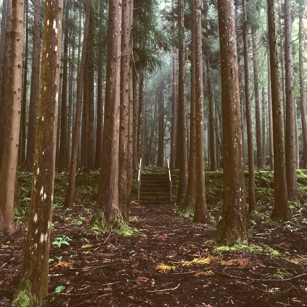 Тёмный лес в наших архетипах это бессознательное, таящее все страхи и омрачения. На фото: тропинка в лес туманных размышлений. Азоры, легендарный остров, на котором встречаются все моряки, пересёкшие атлантику.
